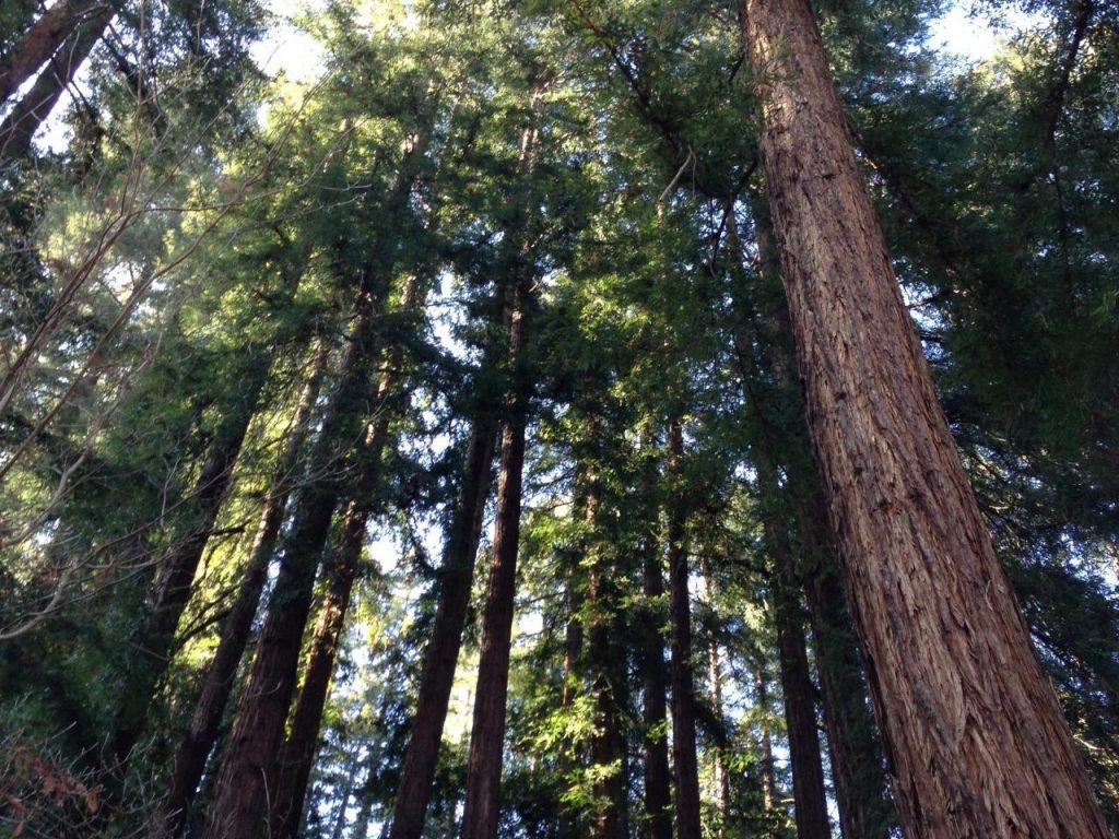 Redwoods in Northern California (Birute Ranes)