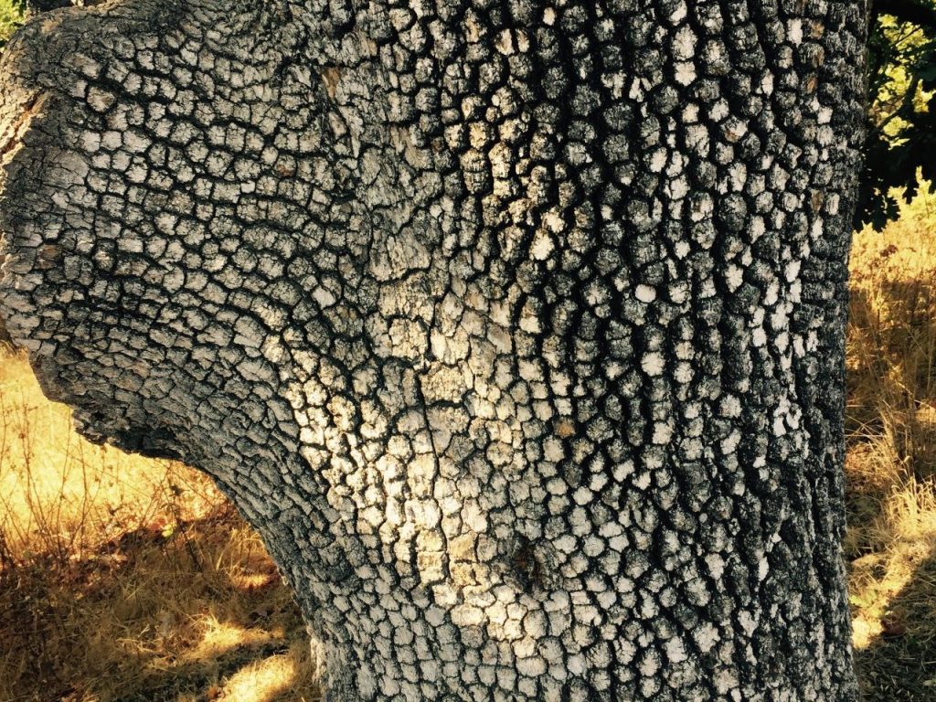 Oaks are one of the most common trees seen throughout California (Birute Ranes)