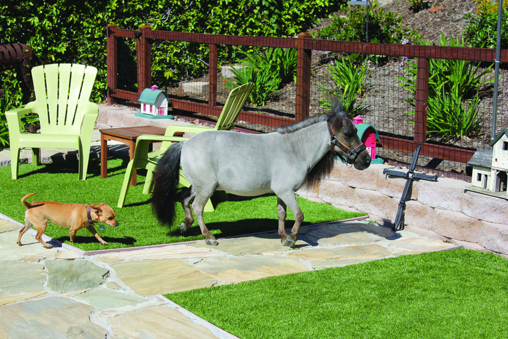 Lucky the 12-year-old miniature horse spends an ideal afternoon with one of four house dogs. (Taya Buehler-Reagan)